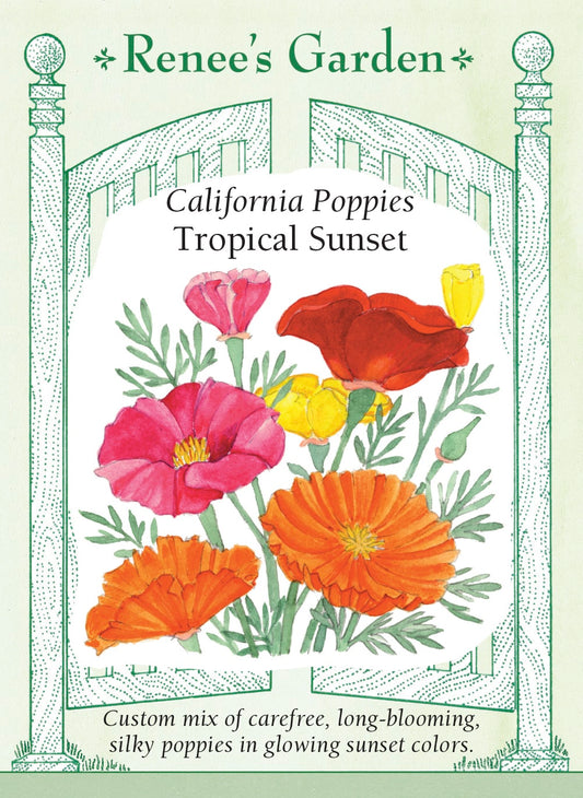 California Poppies - Tropical Sunset