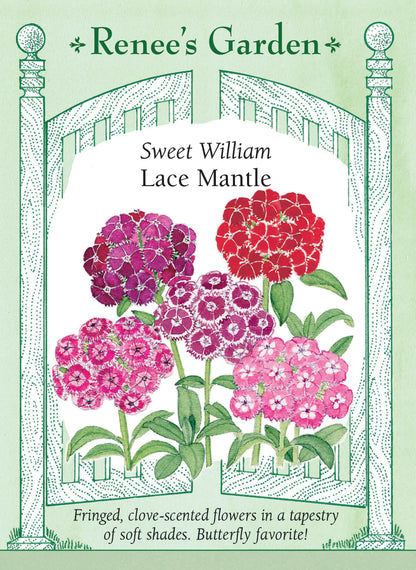 Sweet William - Lace Mantle