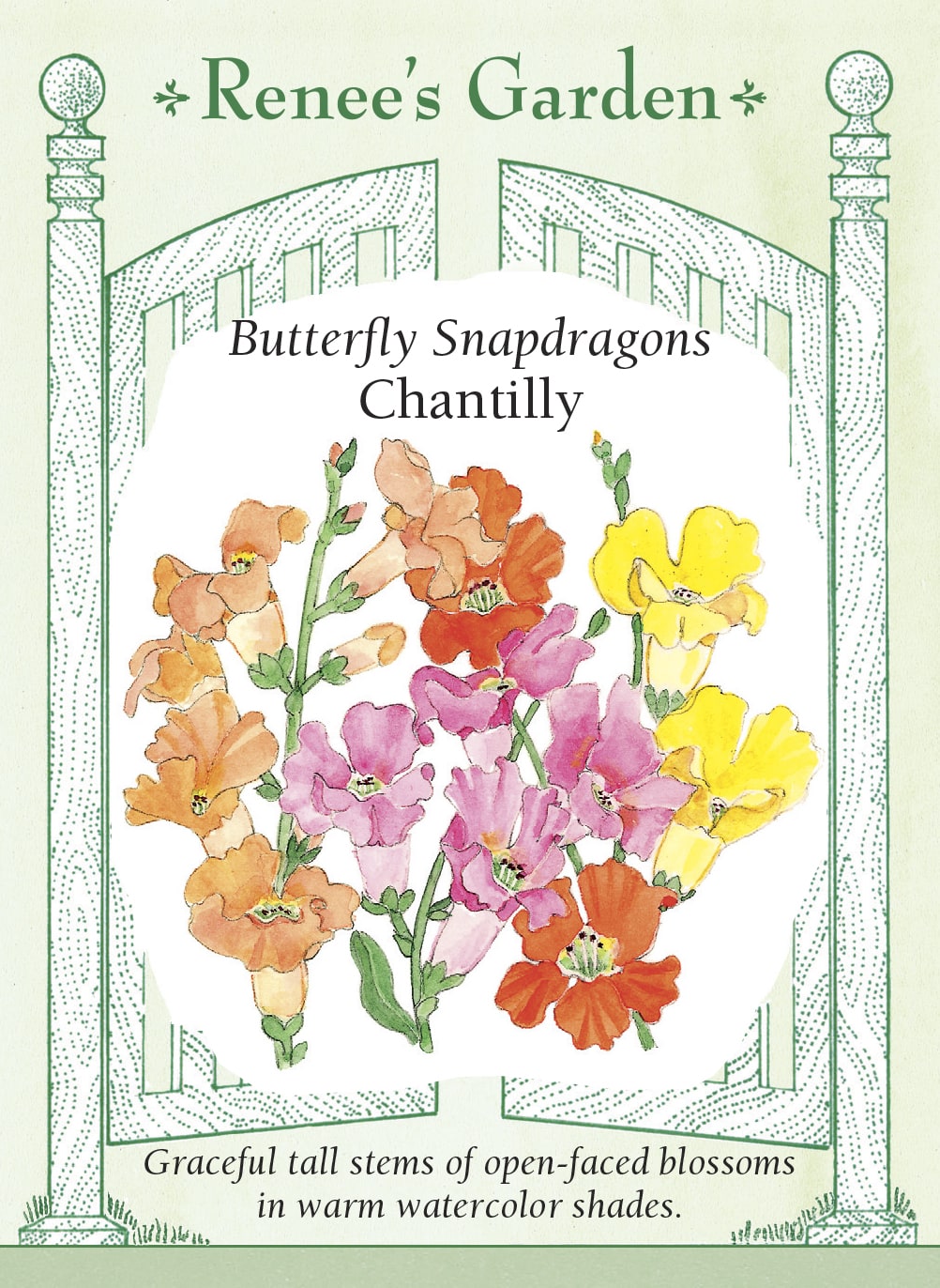 Butterfly Snapdragons - Chantilly