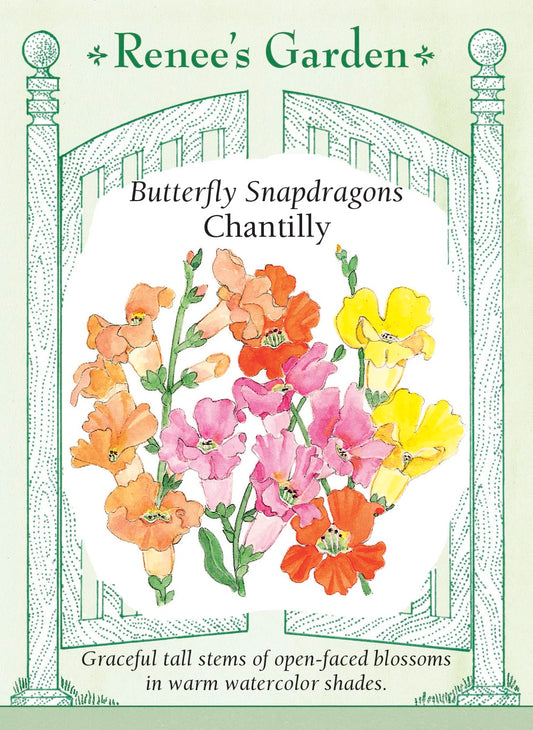Butterfly Snapdragons - Chantilly