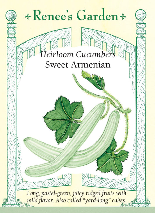 Heirloom Cucumbers - Sweet Armenian