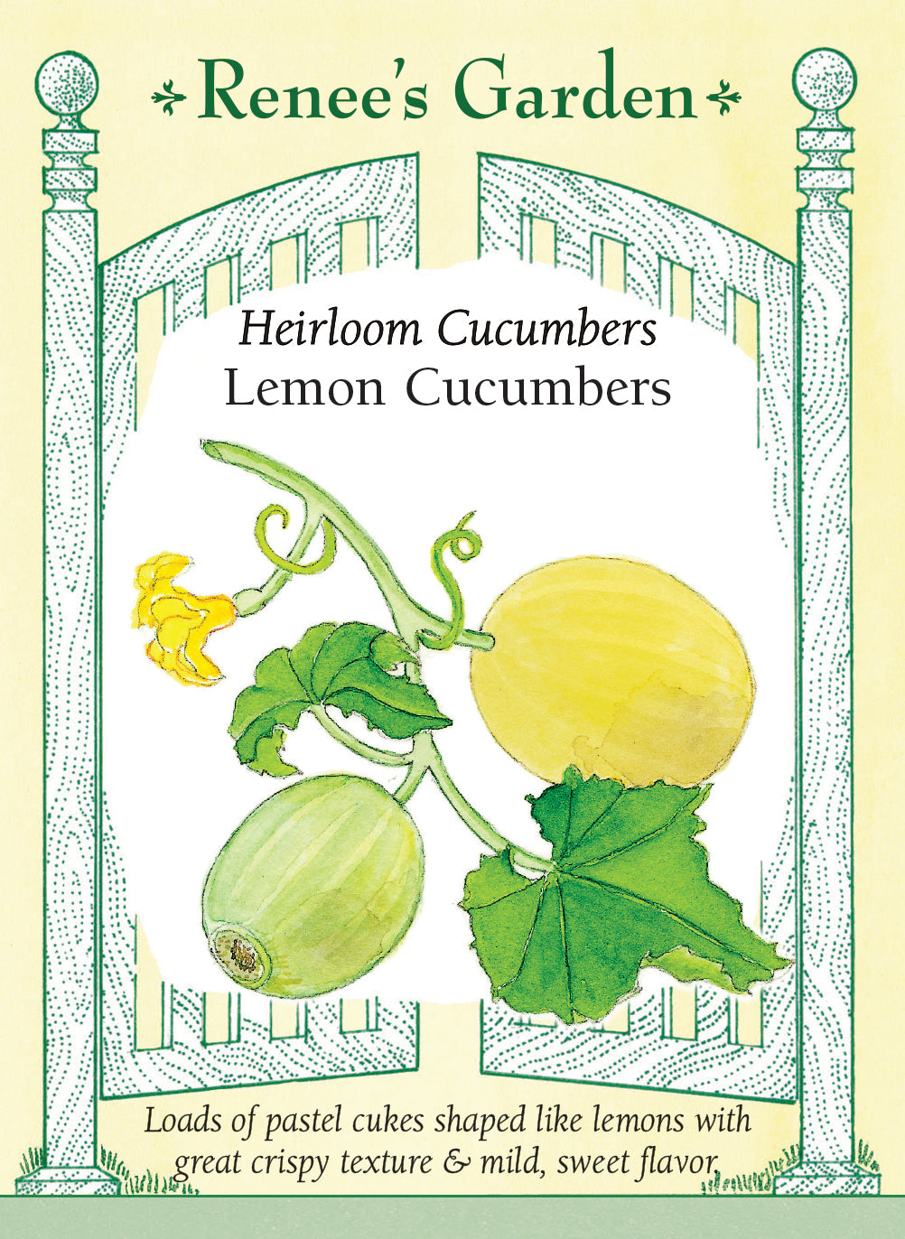 Heirloom Cucumbers - Lemon Cucumbers