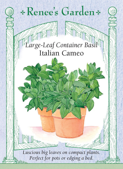 Large-Leaf Container Basil - Italian Cameo