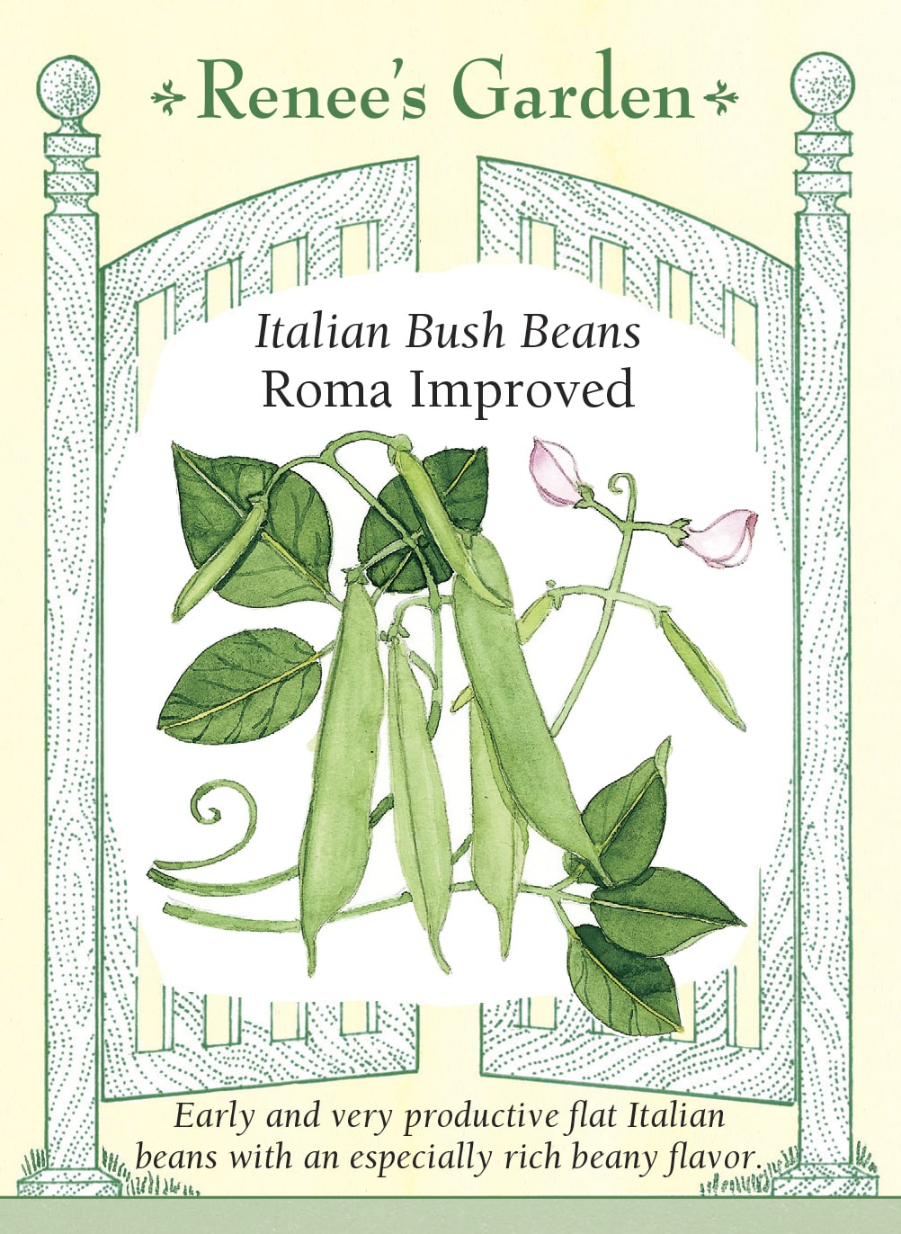 Italian Bush Beans - Roma Improved