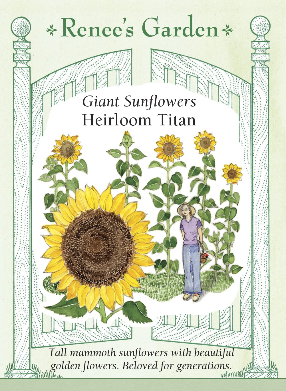 Giant Sunflowers - Heirloom Titan