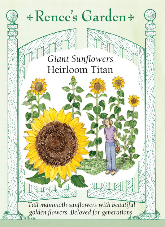 Giant Sunflowers - Heirloom Titan