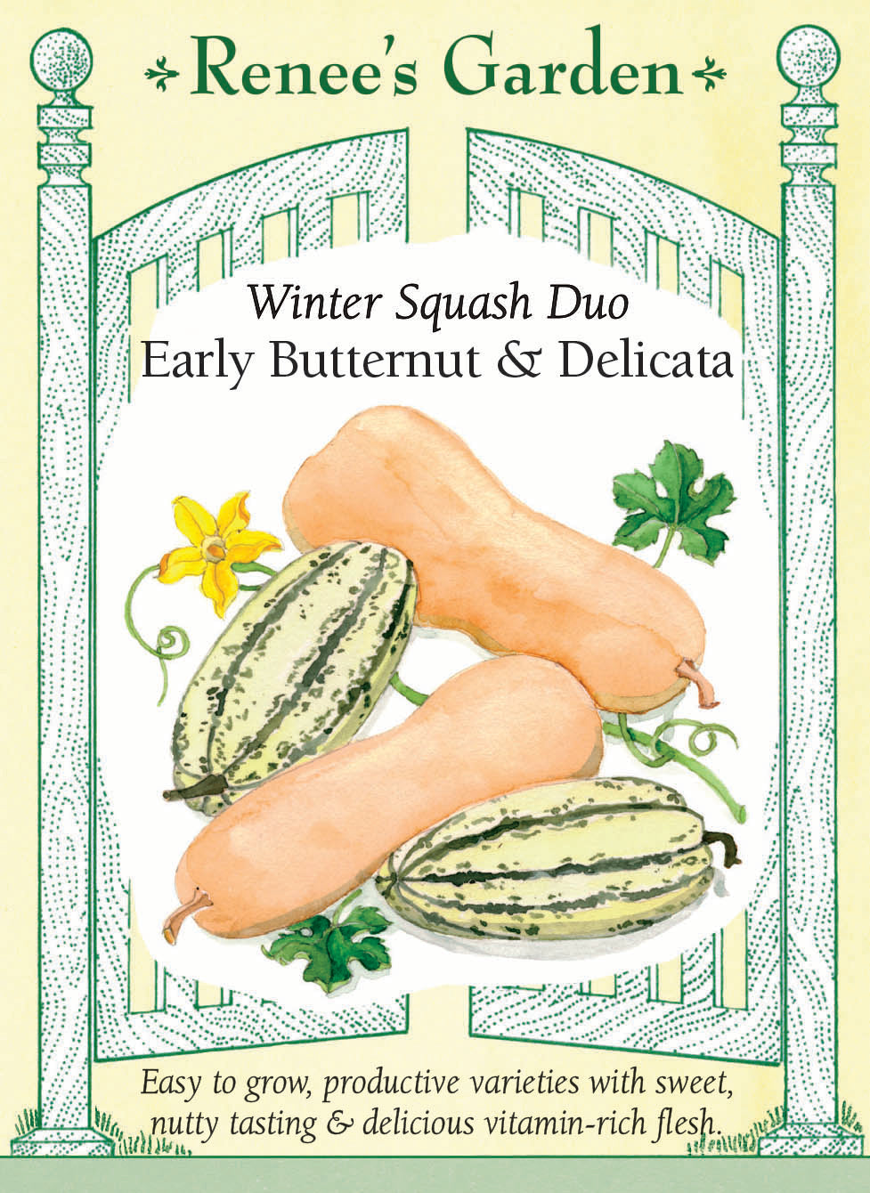 Winter Squash Duo - Early Butternut & Delicata