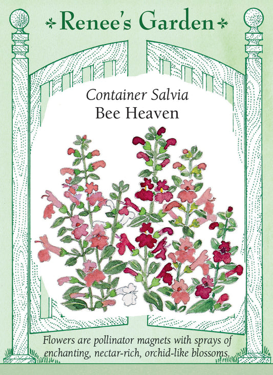 Container Salvia - Bee Heaven
