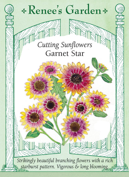 Cutting Sunflowers - Garnet Star