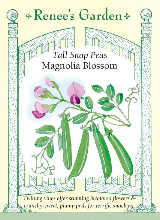 Tall Snap Peas - Magnolia Blossom