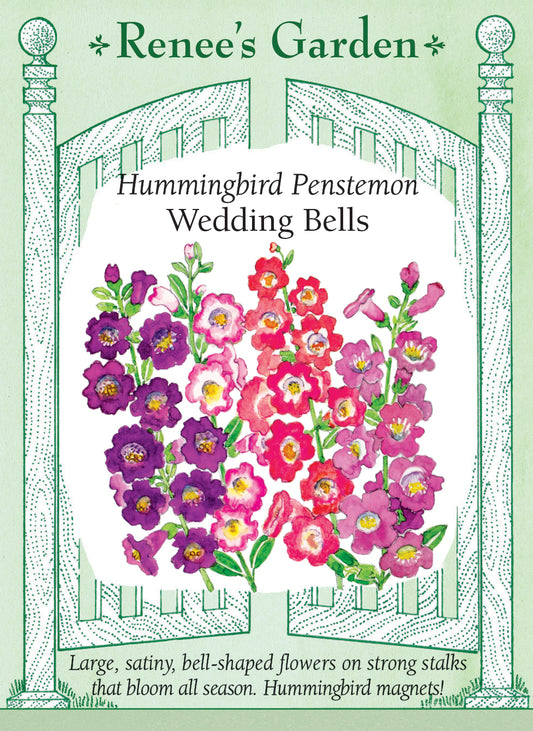 Hummingbird Penstemon - Wedding Bells