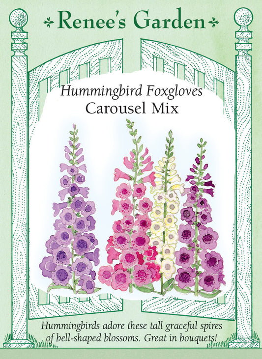 Hummingbird Foxgloves - Carousel Mix