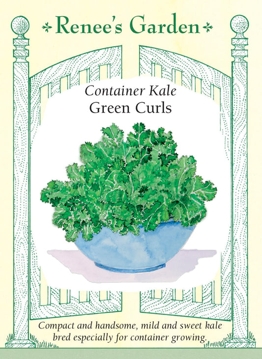Container Kale - Green Curls