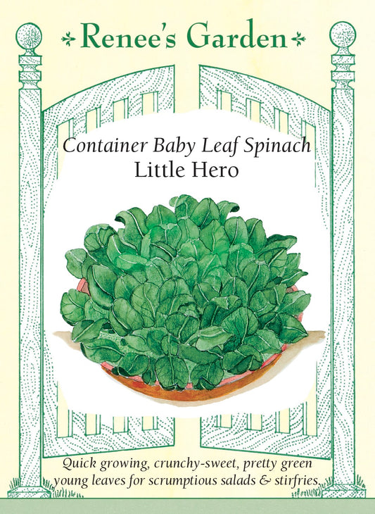 Container Baby Leaf Spinach - Little Hero