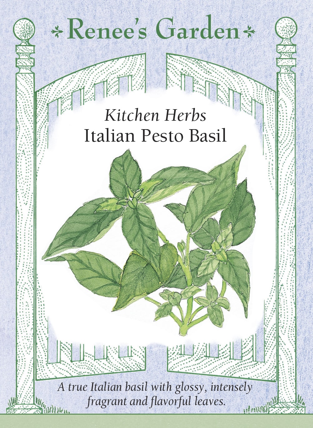Kitchen Herbs - Italian Pesto Basil