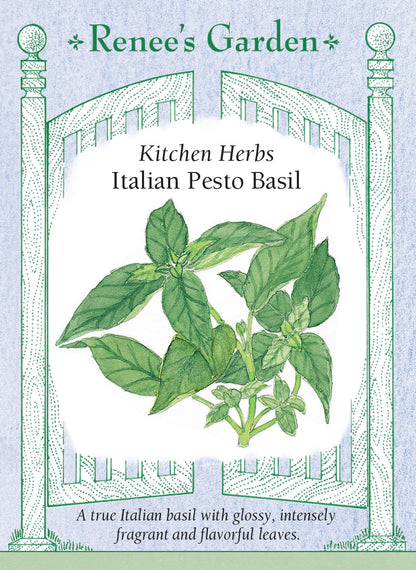 Kitchen Herbs - Italian Pesto Basil