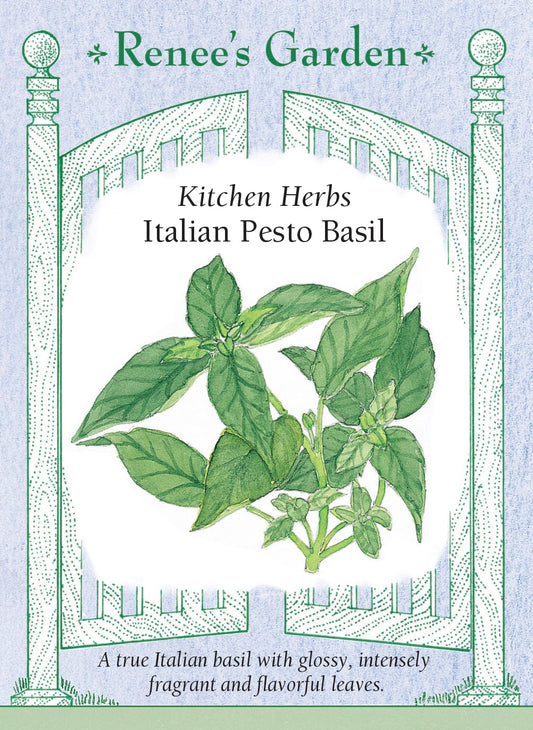 Kitchen Herbs - Italian Pesto Basil