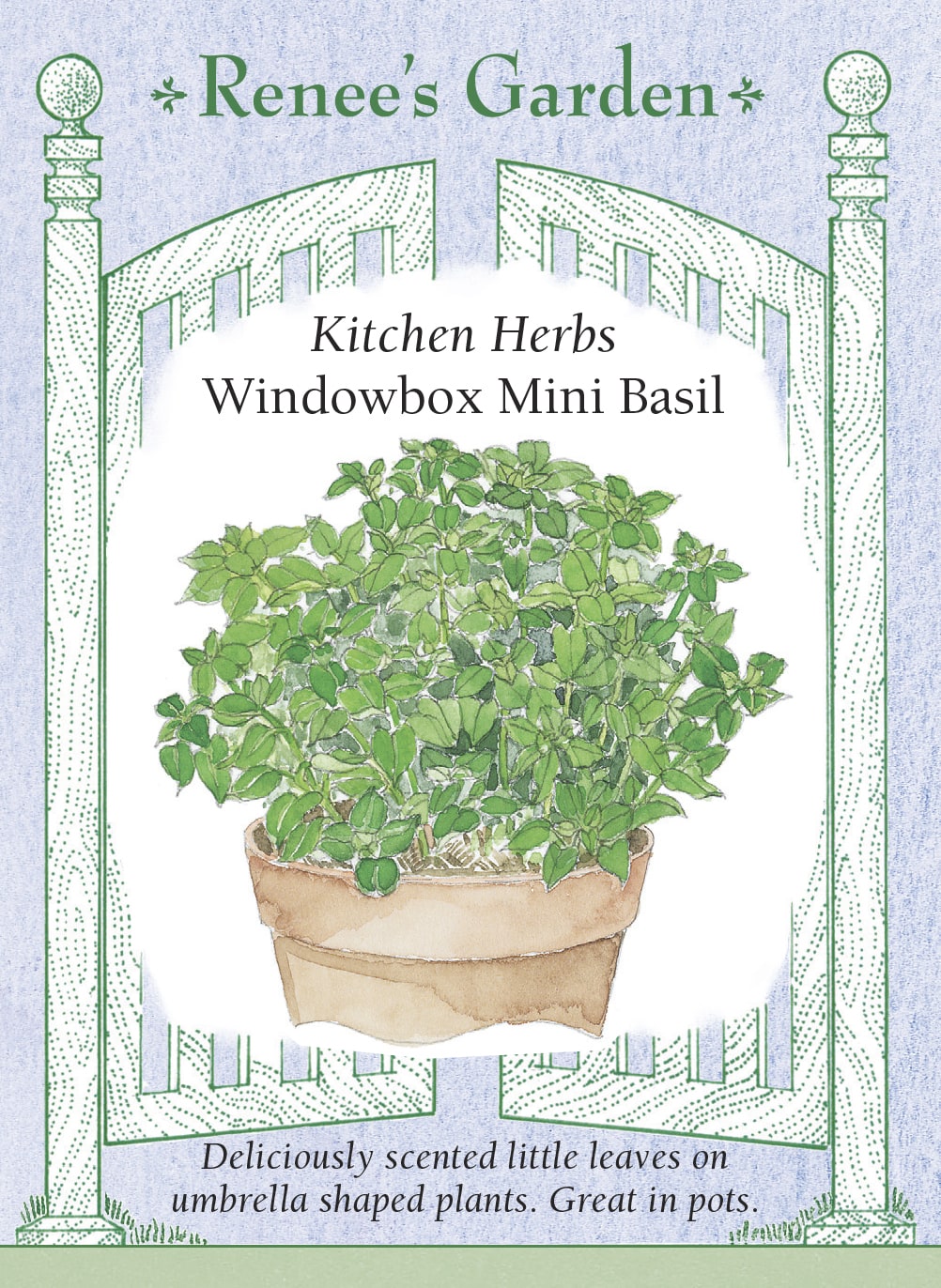 Kitchen Herbs - Windowbox Mini Basil