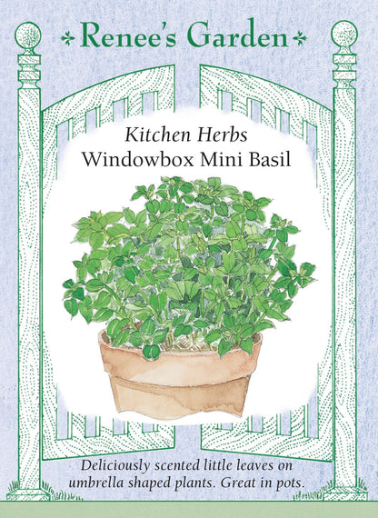 Kitchen Herbs - Windowbox Mini Basil