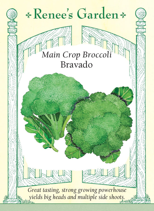 Main Crop Broccoli - Bravado