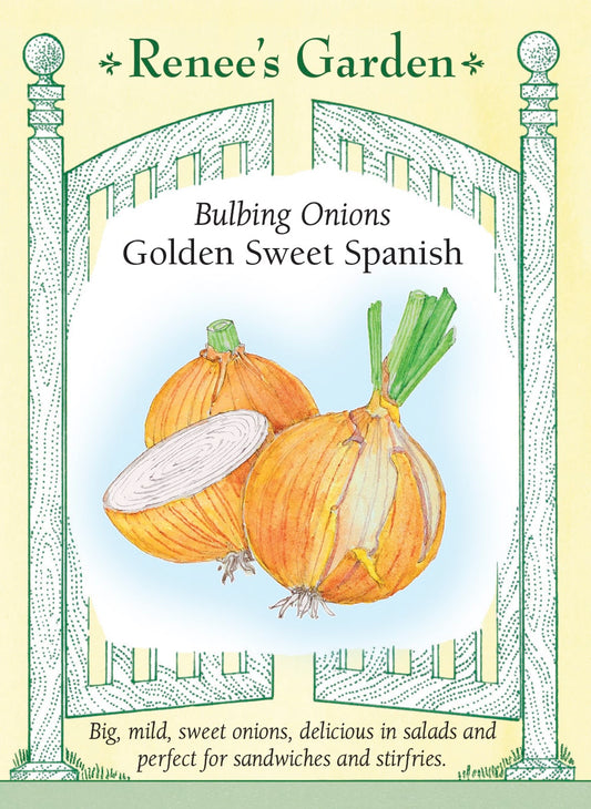 Bulbing Onions - Golden Sweet Spanish