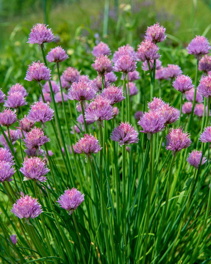 Kitchen Herbs - Fine Leaf Chives