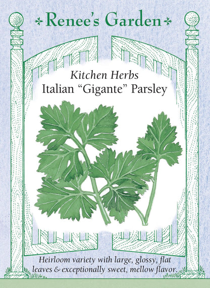 Kitchen Herbs - Italian “Gigante” Parsley