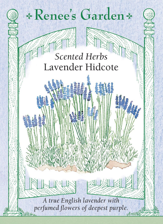 Scented Herbs - Lavender Hidcote
