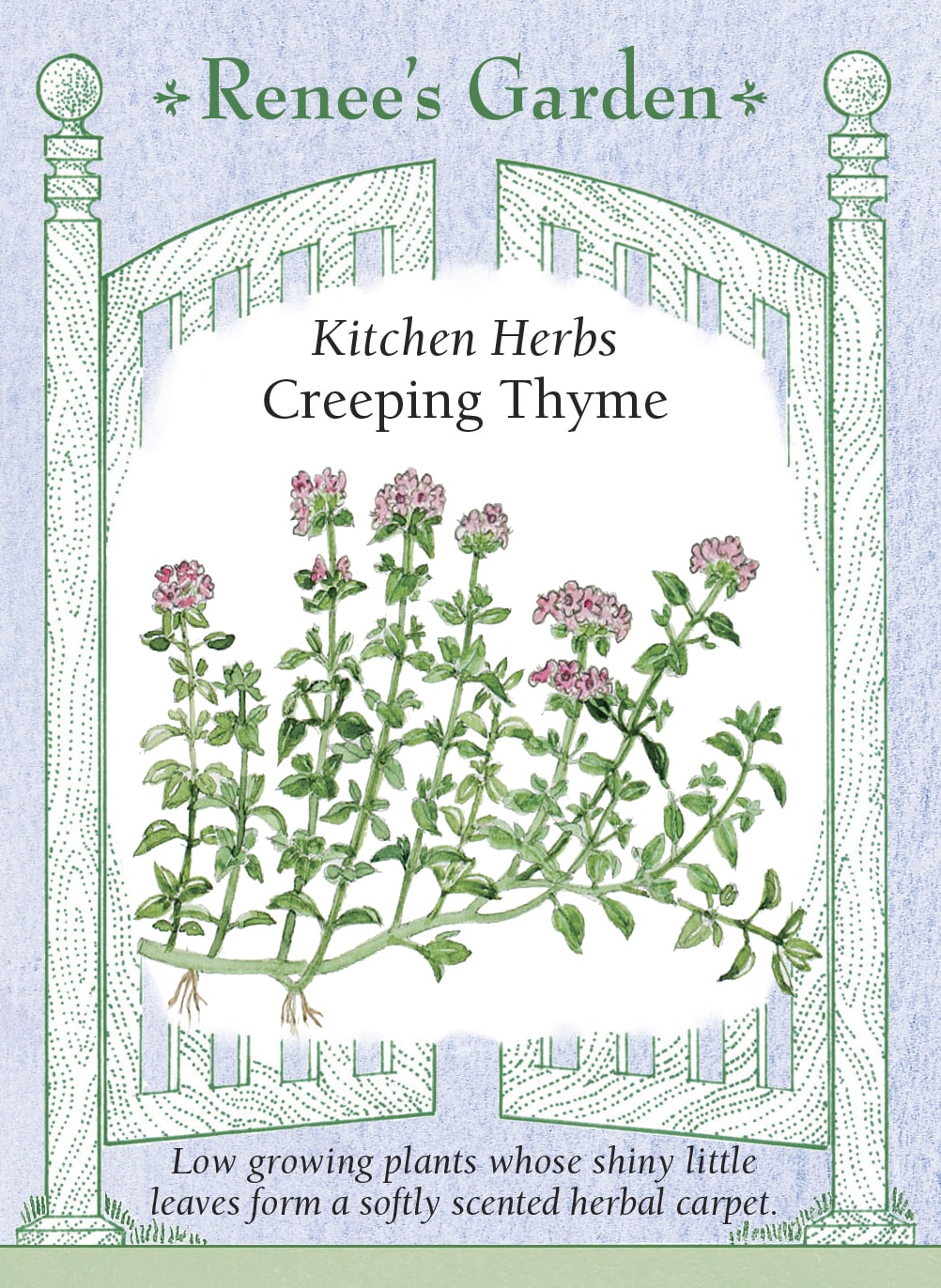 Kitchen Herbs - Creeping Thyme