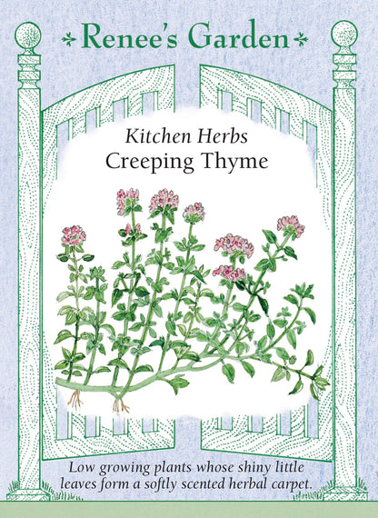 Kitchen Herbs - Creeping Thyme