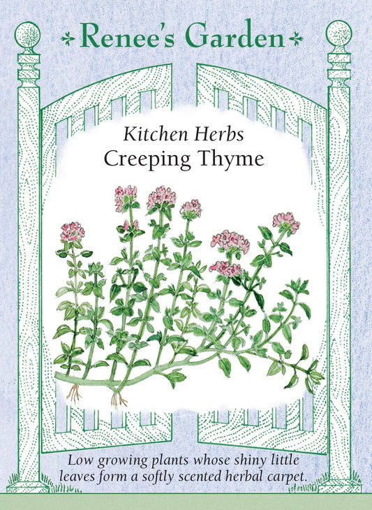 Kitchen Herbs - Creeping Thyme