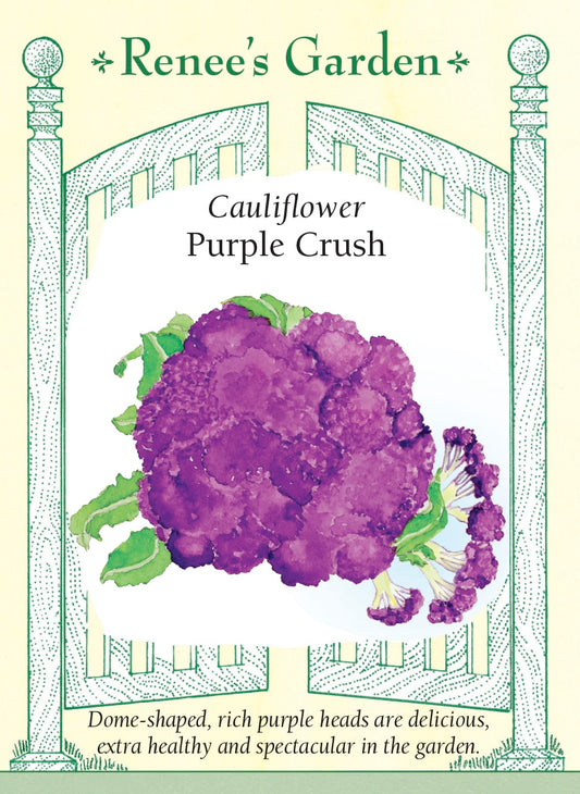 Cauliflower - Purple Crush