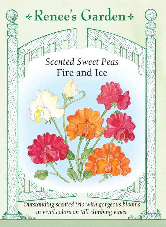 Scented Sweet Peas - Fire and Ice