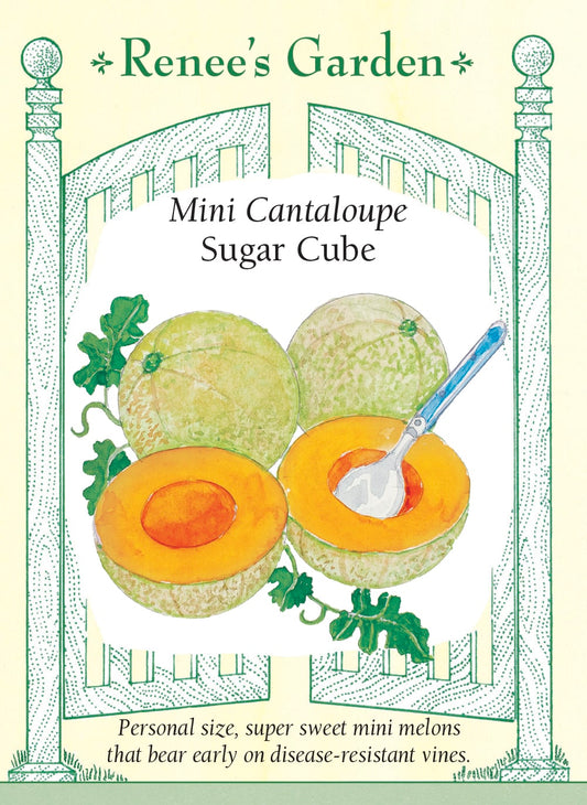 Mini Cantaloupe - Sugar Cube