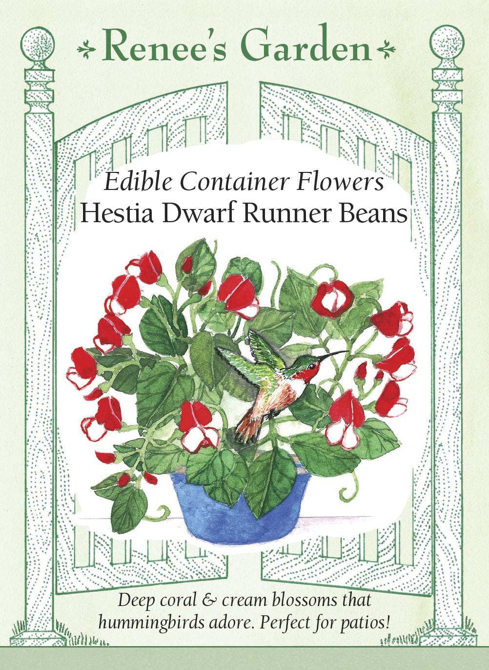 Edible Container Flowers - Hestia Dwarf Runner Beans
