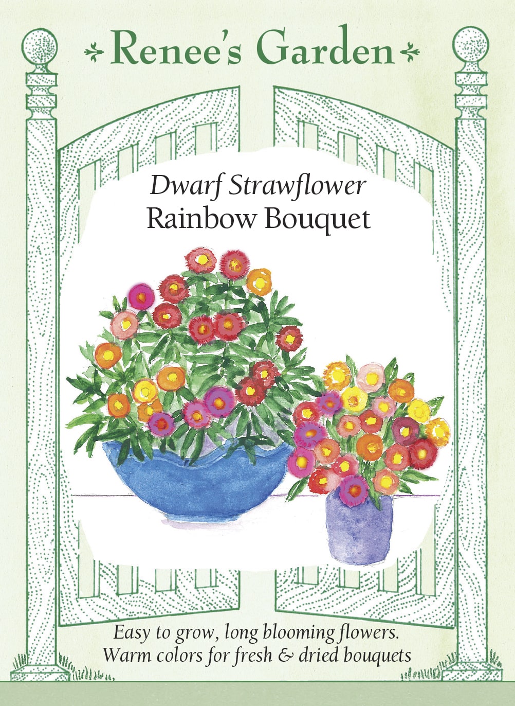 Dwarf Strawflower - Rainbow Bouquet