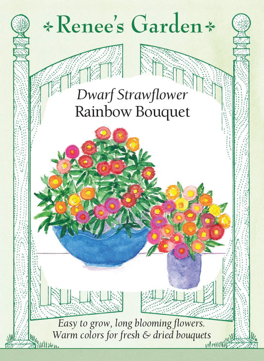 Dwarf Strawflower - Rainbow Bouquet