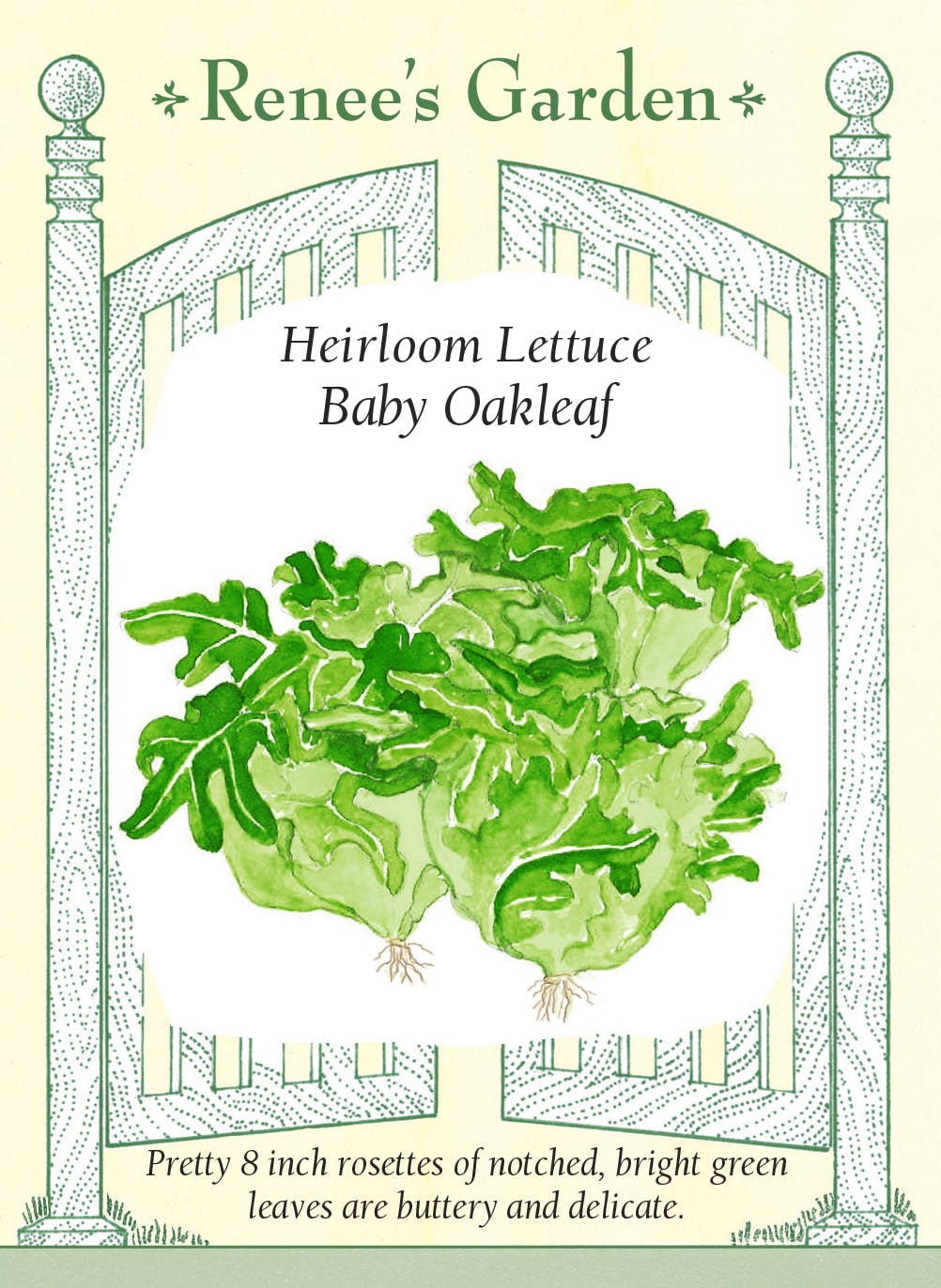 Heirloom Lettuce - Baby Oakleaf