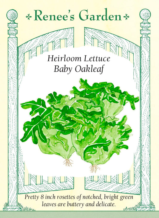 Heirloom Lettuce - Baby Oakleaf