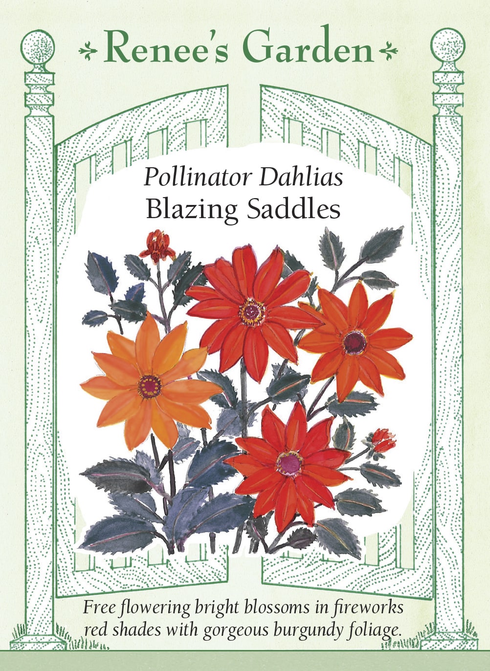 Pollinator Dahlias - Blazing Saddles