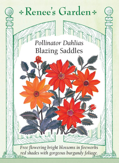 Pollinator Dahlias - Blazing Saddles