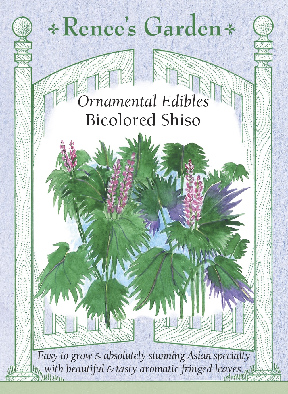 Ornamental Edibles - Bicolored Shiso