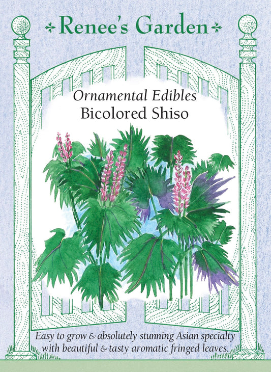 Ornamental Edibles - Bicolored Shiso