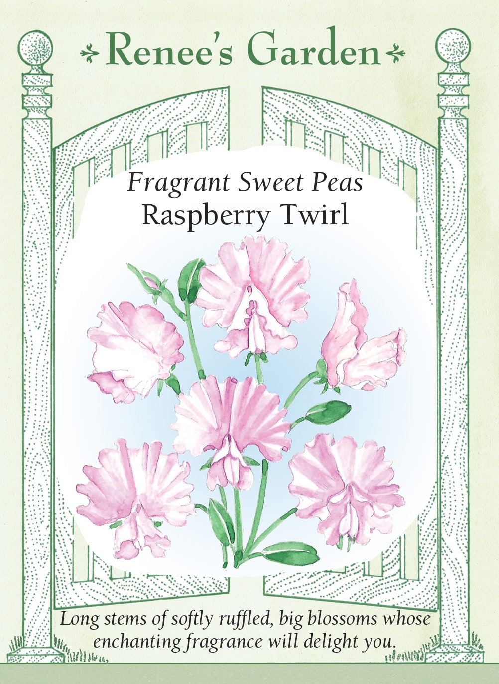 Fragrant Sweet Peas - Raspberry Twirl