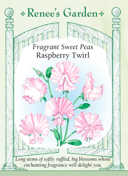 Fragrant Sweet Peas - Raspberry Twirl