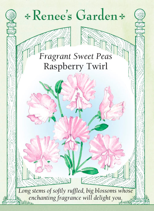 Fragrant Sweet Peas - Raspberry Twirl
