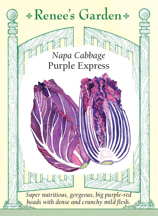 Napa Cabbage - Purple Express