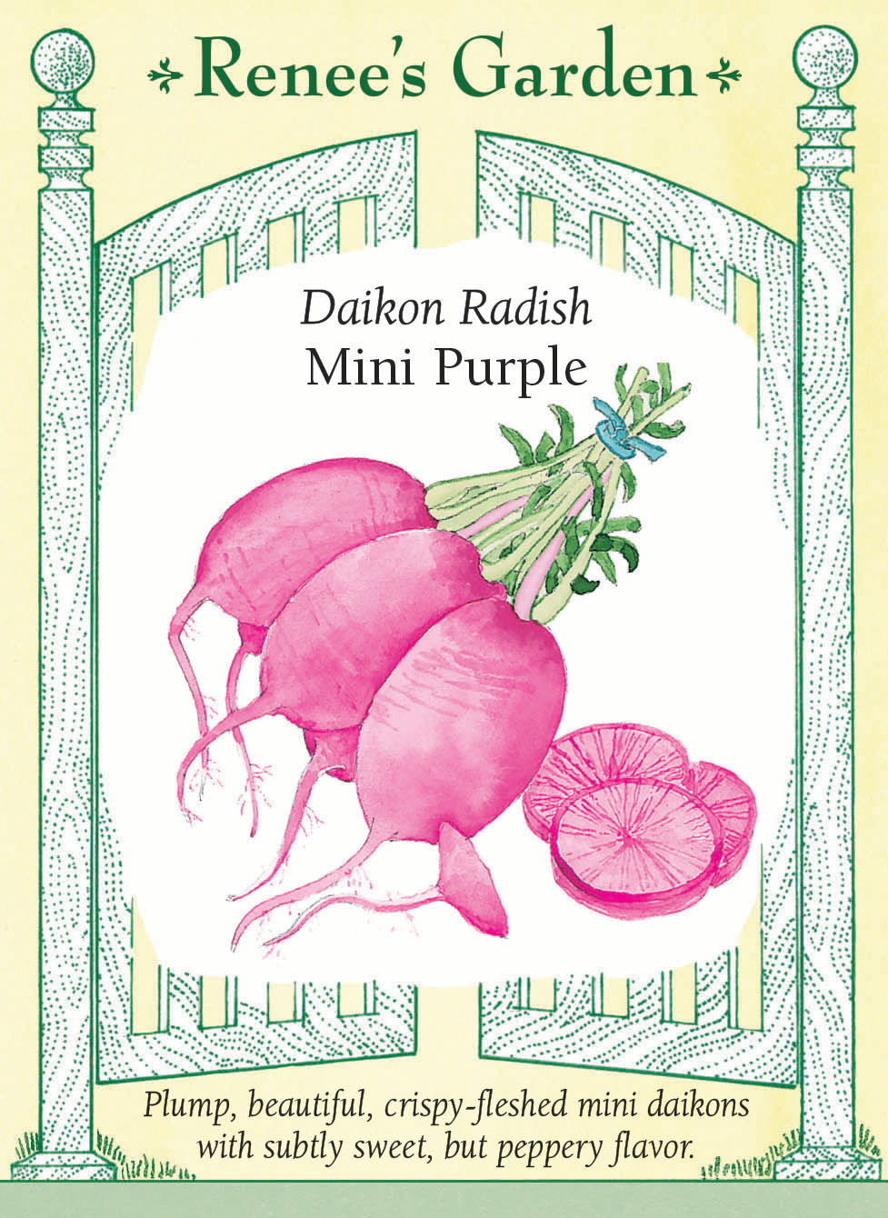 Daikon Radish - Mini Purple