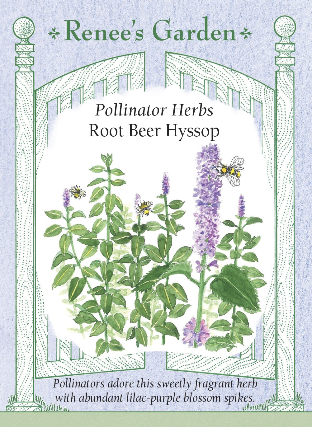 Pollinator Herbs - Root Beer Hyssop
