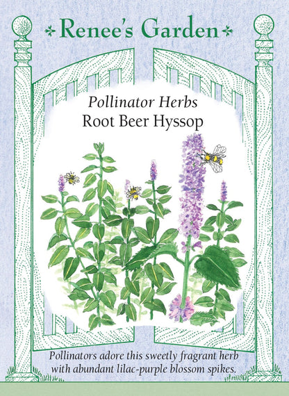 Pollinator Herbs - Root Beer Hyssop
